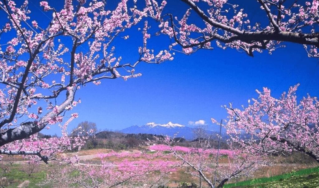 Plum blossom