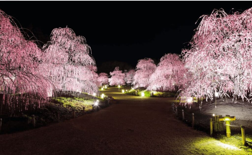 Plum blossom